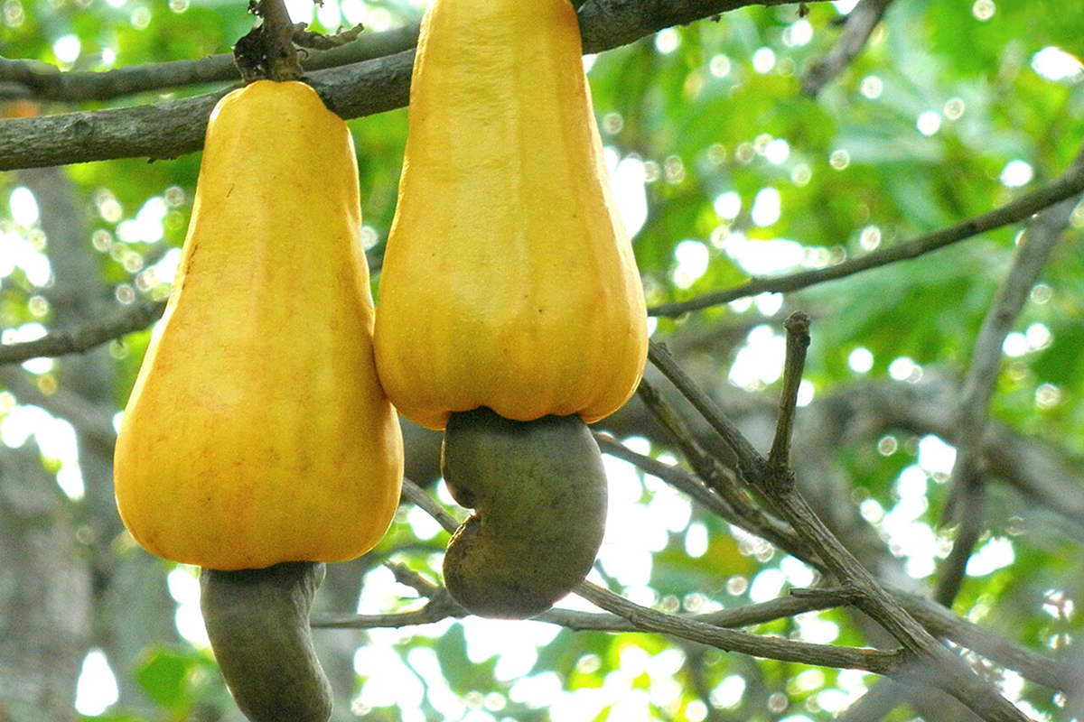 jambu mede di pohonnya