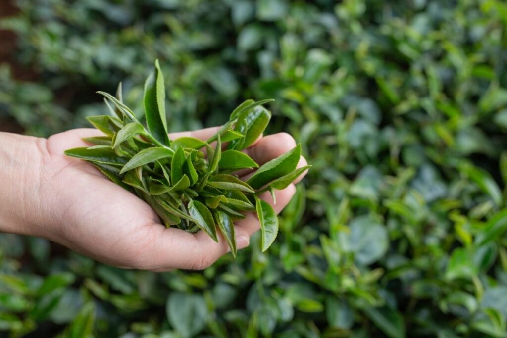 Daun teh di tangan