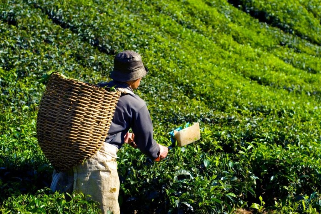 Petani sedang memanen daun teh
